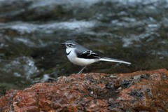 Motacilla clara