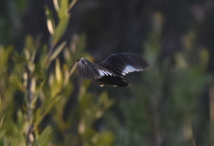 Coturnicops noveboracensis