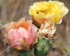 Opuntia × vaseyi