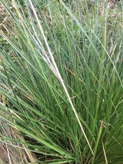 Carex virgata