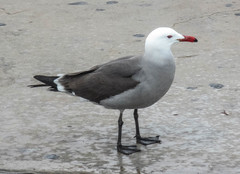 Larus heermanni
