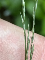 Muhlenbergia tenuiflora