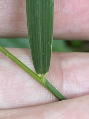 Muhlenbergia tenuiflora