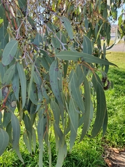Eucalyptus prava