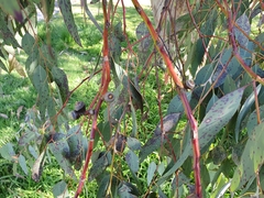 Eucalyptus prava