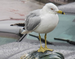 Larus delawarensis