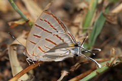 Hemiolaus caeculus