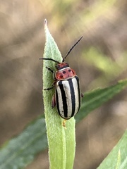 Disonycha alternata
