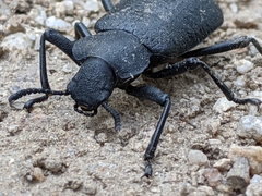 Iphthiminus serratus