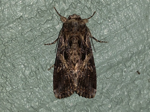 Spodoptera image