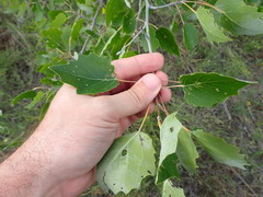 Populus × heimburgeri