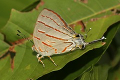 Hemiolaus caeculus