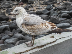 Larus delawarensis