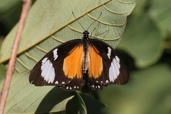 Papilio dardanus tibullus
