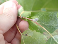 Populus × heimburgeri