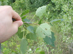 Populus × heimburgeri