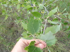 Populus × heimburgeri