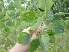 Populus × heimburgeri