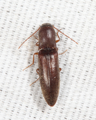 Agriotes oblongicollis