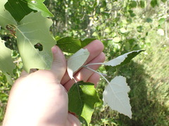 Populus × heimburgeri