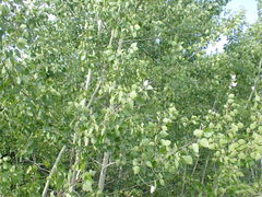 Populus × heimburgeri