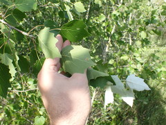 Populus × heimburgeri
