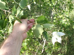 Populus × heimburgeri