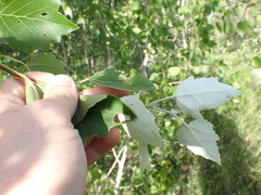 Populus × heimburgeri