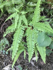 Dicranopteris linearis