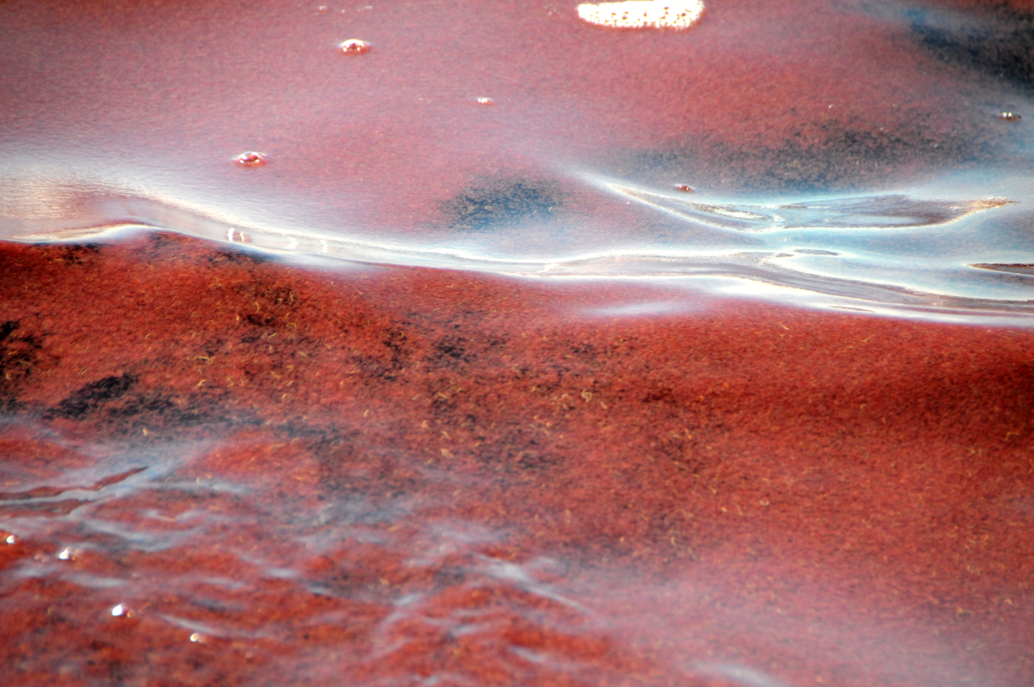 Artemia monica Verrill, 1869