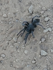 Aphonopelma steindachneri