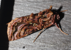 Autographa mappa