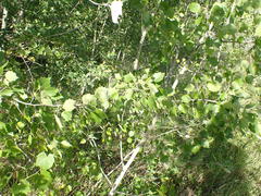 Populus × heimburgeri