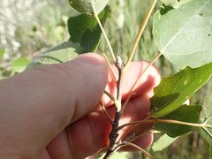 Populus × heimburgeri