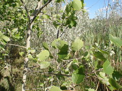 Populus × heimburgeri