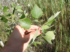 Populus × heimburgeri