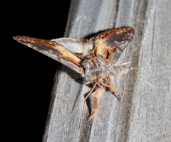 Notodonta scitipennis