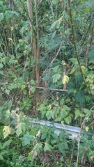Nephila pilipes