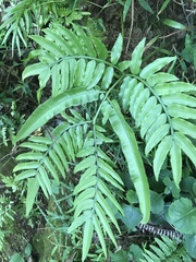 Angiopteris lygodiifolia