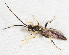 Cratichneumon paratus