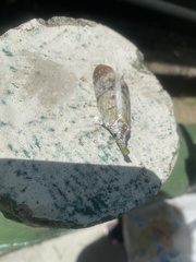 Pyrops watanabei