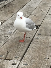 Chroicocephalus novaehollandiae