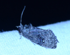 Gymnandrosoma punctidiscanum
