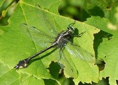 Gomphurus ventricosus