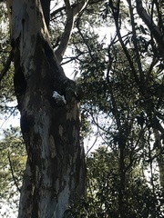 Cacatua tenuirostris