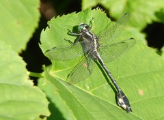 Gomphurus ventricosus
