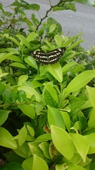 Neptis hylas