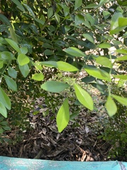 Murraya paniculata