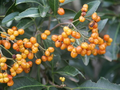 Dinosperma erythrococcum