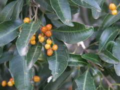 Dinosperma erythrococcum